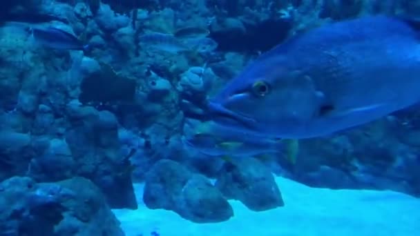 Hong Kong, China, Um peixe nadando debaixo d 'água — Vídeo de Stock