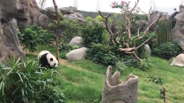 Hong Kong, China, A group of giraffe standing on top of a rock — стоковое видео