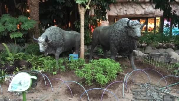 Hongkong, China, Eine Gruppe Schafe, die in einem Garten stehen — Stockvideo