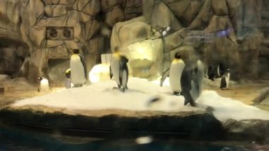 Hong Kong, Çin, taştan bir adada penguenler.