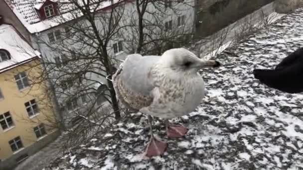 Ταλίν, Εσθονία, Ένα πουλί στέκεται μπροστά από ένα κτίριο — Αρχείο Βίντεο