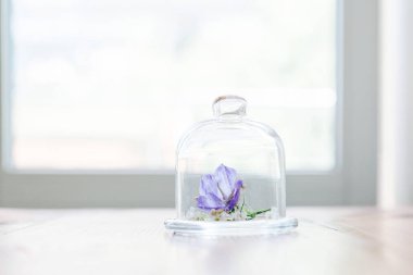 Bir şişeye çiçek. Hassas arka plan. Botanik.