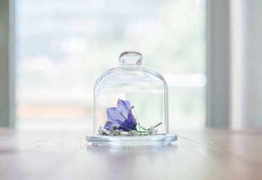 Bir şişeye çiçek. Hassas arka plan. Botanik.