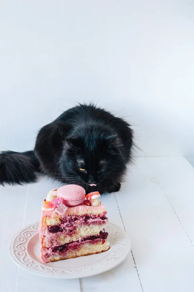 Pembe pastasından tarafından kara kedi. Dekorasyon tatlılar, macarons, şekerleme, beyaz çikolata. Tatlı Doğum günü hediyesi. Kız için.