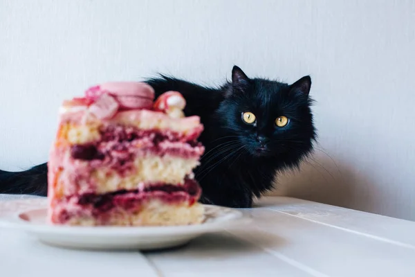 Pembe pastasından tarafından kara kedi. Dekorasyon tatlılar, macarons, şekerleme, beyaz çikolata. Tatlı Doğum günü hediyesi. Kız için.