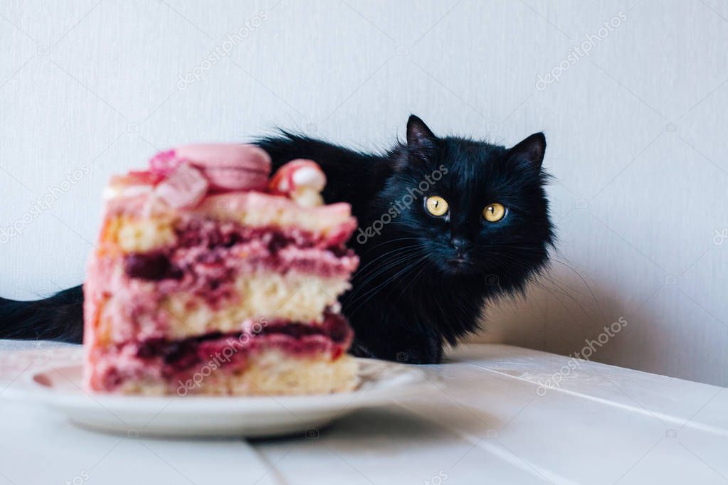 Black cat by piece of pink cake. Decoration from sweets, macarons, marshmallows, white chocolate. Sweet birthday present. For girl.