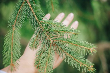 Yeşil çam dalı dokunmadan el