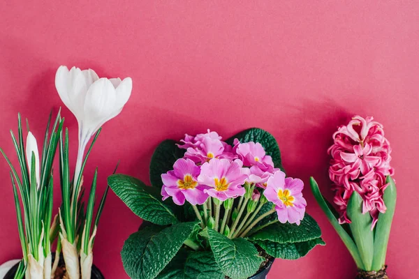 Lentebloemen Potten Geïsoleerd Roze Achtergrond — Stockfoto