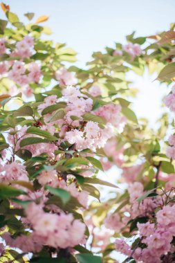 güzel bahar çiçek açan kiraz çiçekleri