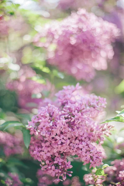 Gyönyörű Tavaszi Virágzó Rózsaszín Lila Virág — Stock Fotó