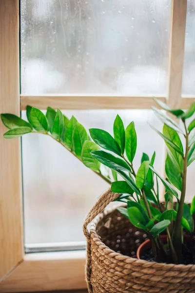 Grüne Topfpflanze Auf Hölzerner Fensterbank Hause — Stockfoto