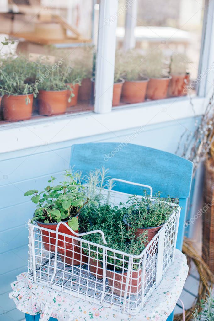 potted green plants on windowsill and table