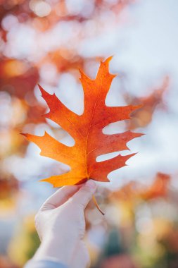Gökyüzündeki akçaağaç yaprağı.