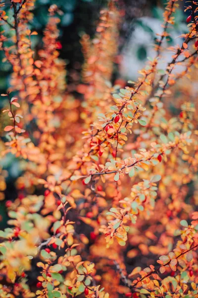 Красивые Красные Листья Осеннем Парке — стоковое фото