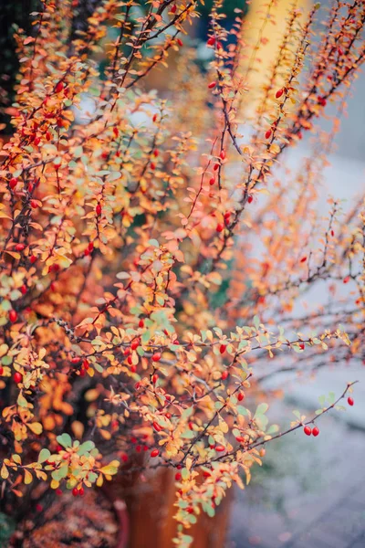 Belles Feuilles Rouges Dans Parc Automne — Photo