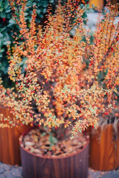 Belles Feuilles Rouges Dans Parc Automne — Photo