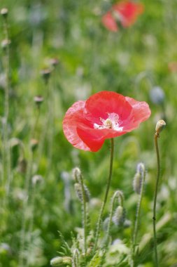 Bahçede kırmızı gelincik çiçeği