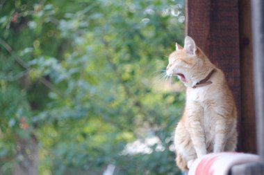 Kızıl kedi kırsalda esniyor.