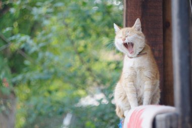 Kızıl kedi kırsalda esniyor.