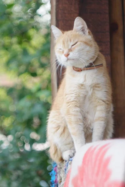 Red Cat Yawning Countyside — Stock Photo, Image