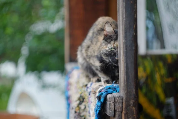 Malá Želví Kočka Venkově — Stock fotografie