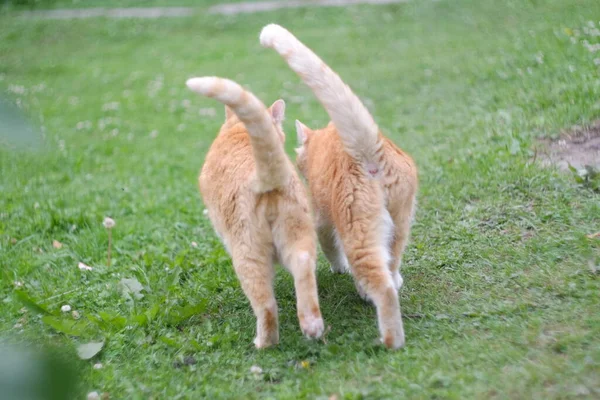 Dwa Piękne Czerwone Koty Spacerujące Razem — Zdjęcie stockowe