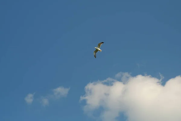 Seagull birds in the sky