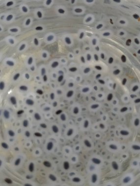 Chia tohumları su içer, ahşap arka planda. Bulanık doku arkaplanı ve Chia tohumlarının üst görünümü