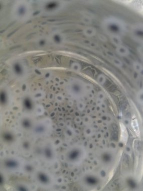 Chia tohumları su içer, ahşap arka planda. Bulanık doku arkaplanı ve Chia tohumlarının üst görünümü