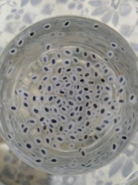 Chia tohumları su içer, ahşap arka planda. Bulanık doku arkaplanı ve Chia tohumlarının üst görünümü