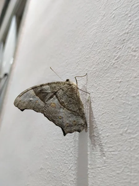 普通灰蝶和黑色蝴蝶翅膀上的眼睛在白色背景下隔离 — 图库照片