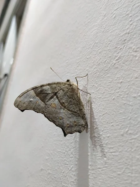 Ojos Ala Morfo Común Gris Negro Color Mariposa Aislada Sobre —  Fotos de Stock