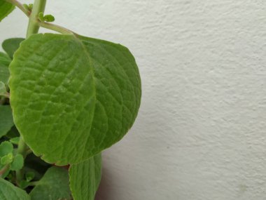 Dodda Patre ya da Meksika Darphanesi 'ne yakın plan beyaz arka planda izole edilmiş.