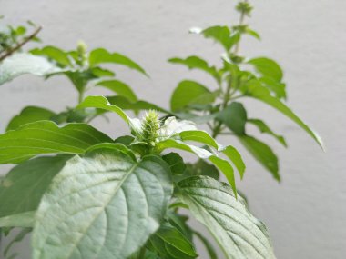 Chia Tohumları Çiçek Tomurcukları yakın plan beyaz arkaplanda izole