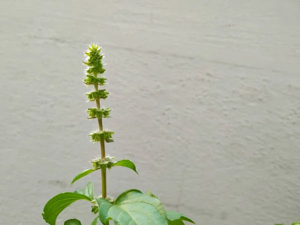 Primer Plano Brotes Flores Plantas Semillas Chía Aisladas Sobre Fondo — Foto de Stock