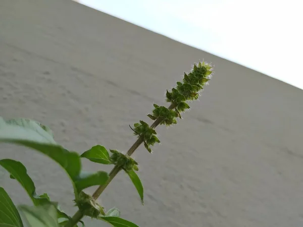 Nahaufnahme Von Chia Samen Pflanze Blütenknospen Isoliert Auf Weißem Hintergrund — Stockfoto