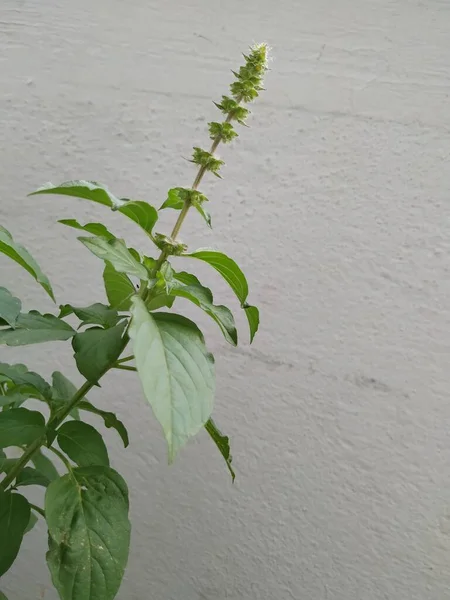 Närbild Chia Frön Växt Blommor Knoppar Isolerade Vit Bakgrund — Stockfoto