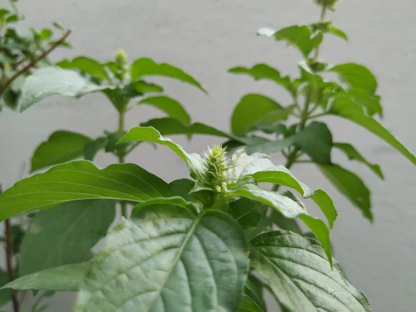 Closeup Sementes Chia Planta Flor Buds Isolado Fundo Branco — Fotografia de Stock