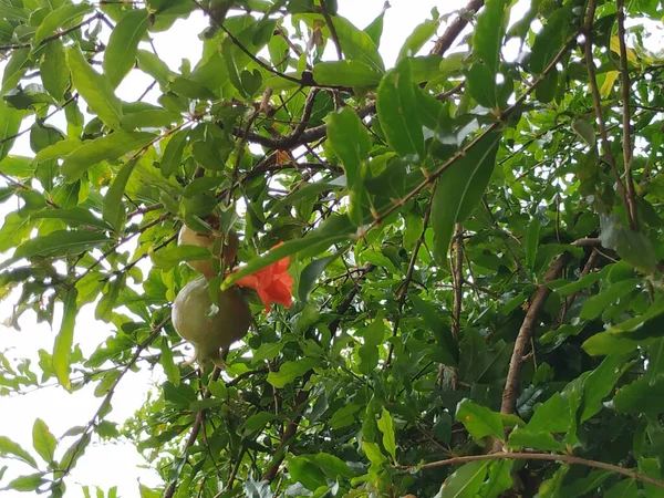 Närbild Granatäpple Frukt Blomma Trädgården — Stockfoto