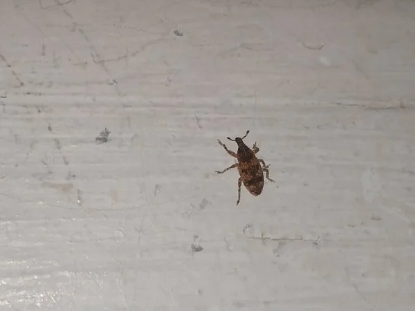 Kahverengi Renkli Küçük Halı Böceği Böcek Yakın Çekimi Beyaz Duvar — Stok fotoğraf