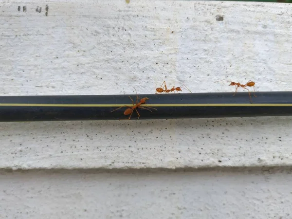 Penutup Semut Merah Atau Orange Weaver Bekerja Sama Atas Kabel — Stok Foto