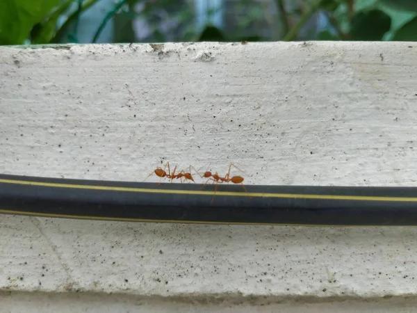 Closeup Red Orange Weaver Ants Working Together Black Wire Isolated — Stock Photo, Image