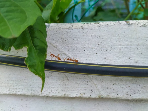 개미의 클로즈업 배경에 위에서 — 스톡 사진