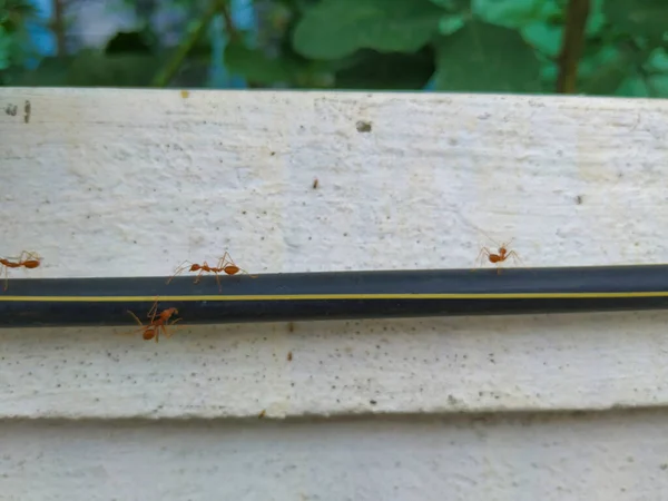 Fechar Formigas Tecelão Vermelho Laranja Trabalhando Juntas Acima Fio Preto — Fotografia de Stock