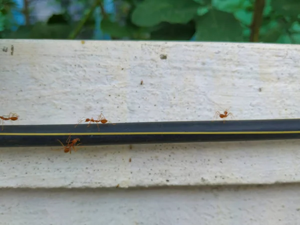 Closeup Red Orange Weaver Ants Working Together Black Wire Isolated — Stock Photo, Image