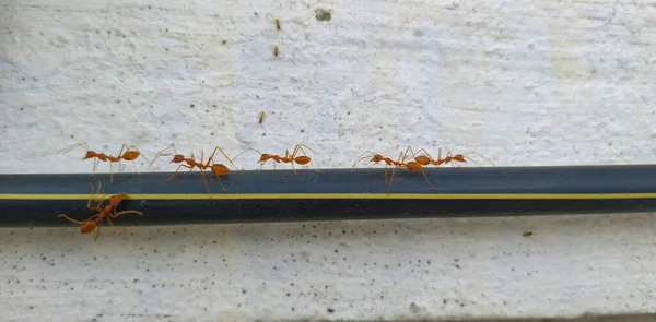 개미의 클로즈업 배경에 위에서 — 스톡 사진
