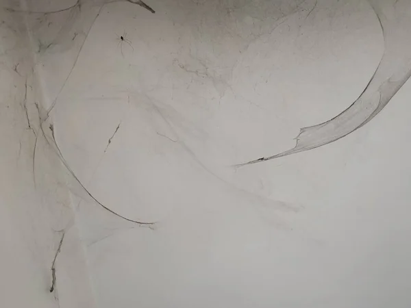 Gros Plan Toile Araignée Araignée Sur Coin Mur Blanc Dans — Photo