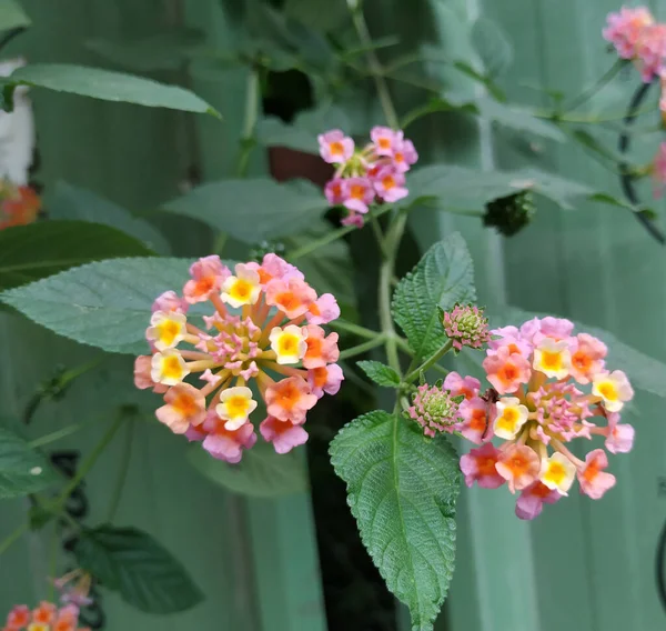 Closeup Pink Yellow Color South Indian Lantana Camara Flower Small — Stock Photo, Image