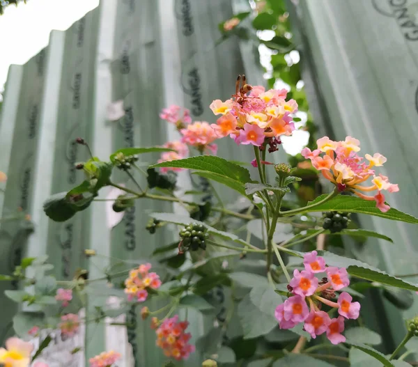 Gros Plan Rose Jaune Couleur Sud Indien Lantana Camara Fleur — Photo