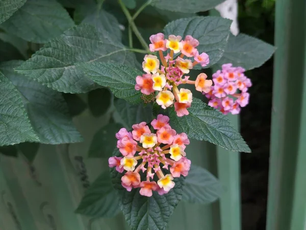 Крупный План Розового Желтого Цвета Южной Индии Lantana Camara Цветок — стоковое фото